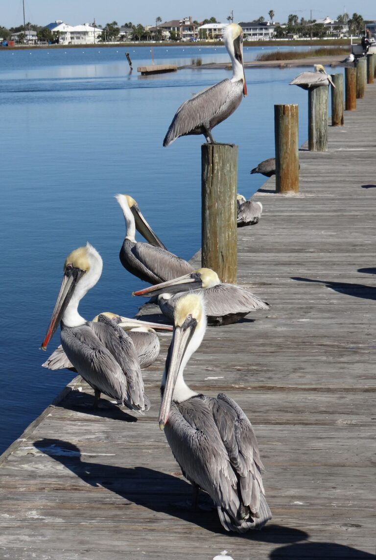 Brown Pelicans relaxing on a boat dock in Southwest Florida